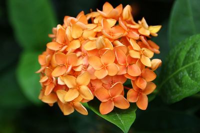 Close-up of flowers