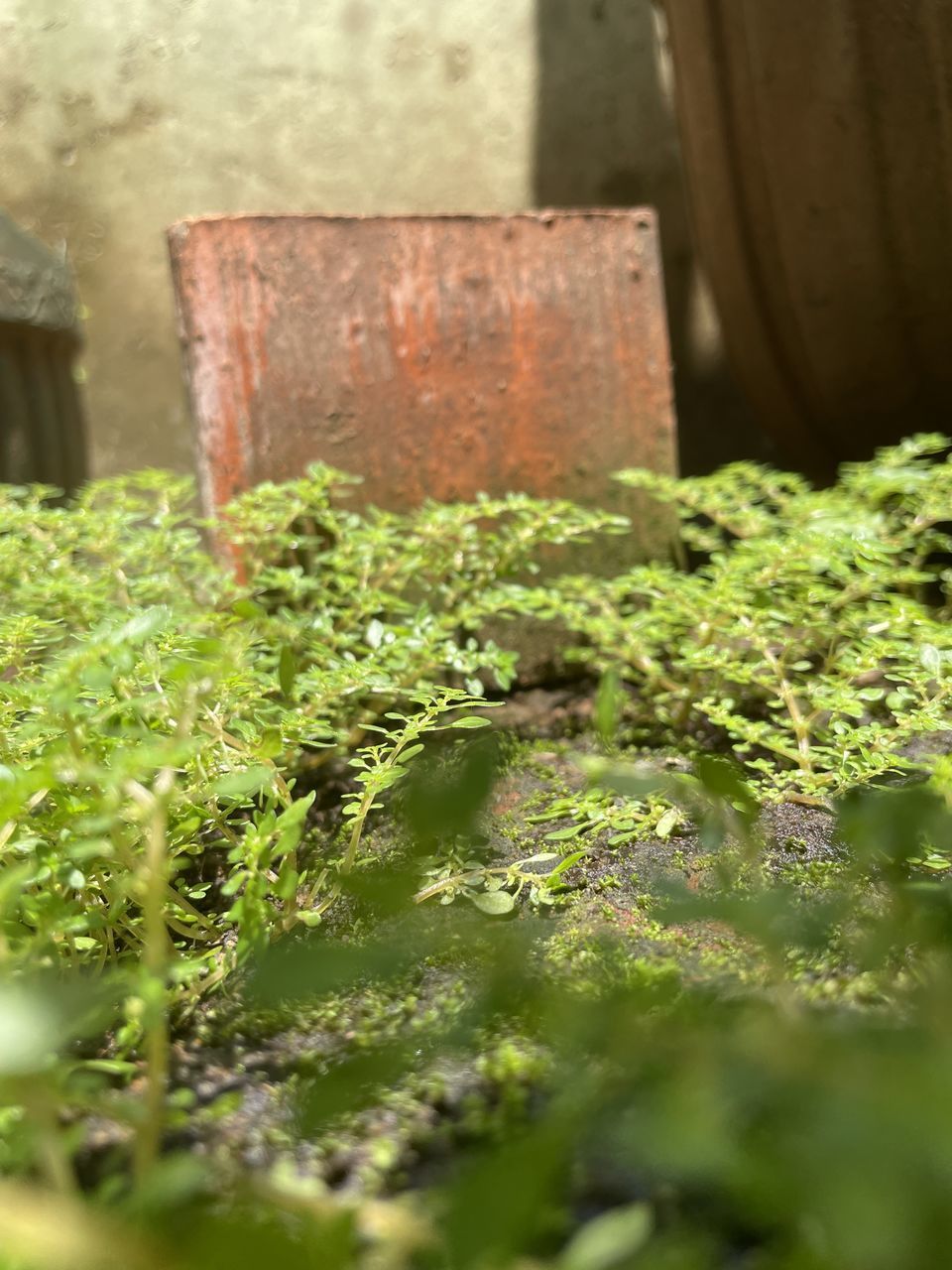 CLOSE-UP OF FRESH GREEN PLANT