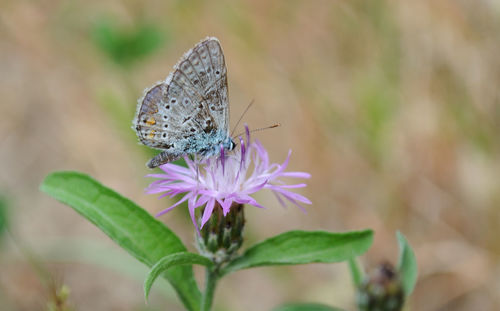 Close-up of butterfly pollinating on purple flower