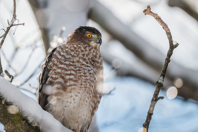 Low angle view of eagle perching on branch