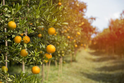 Close-up of orange tree growing in field