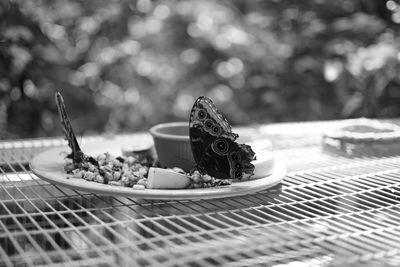 Close-up of butterfly in plate on metal