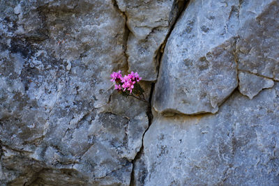 Close-up of flower on rock