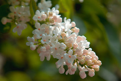 Close-up of pink cherry blossoms