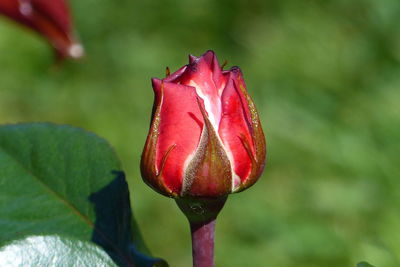 Close-up of red rose blooming outdoors