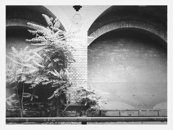 Low angle view of plants against building