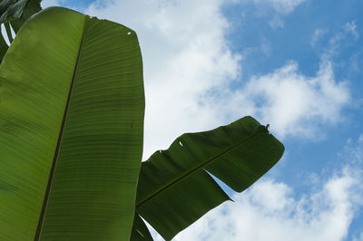 Low angle view of banana tree against sky