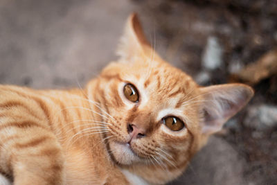 High angle portrait of ginger cat lying on rock