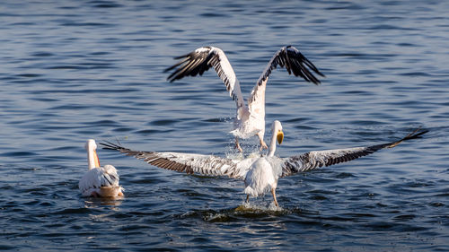 Birds flying over lake