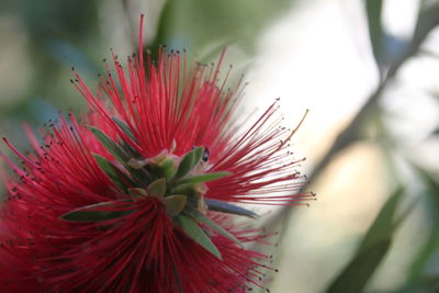 Close-up of red flower