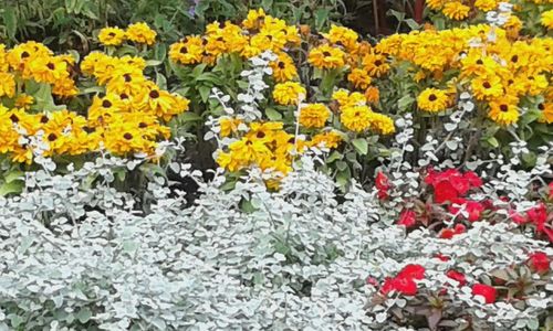 Close-up of yellow flowers blooming in garden