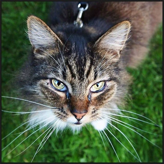 animal themes, one animal, transfer print, portrait, pets, looking at camera, domestic cat, close-up, domestic animals, cat, auto post production filter, mammal, whisker, focus on foreground, animal head, feline, animal body part, animal eye, front view, staring