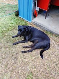 Dog on grass