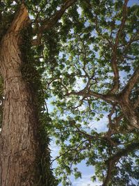 Low angle view of trees in the forest