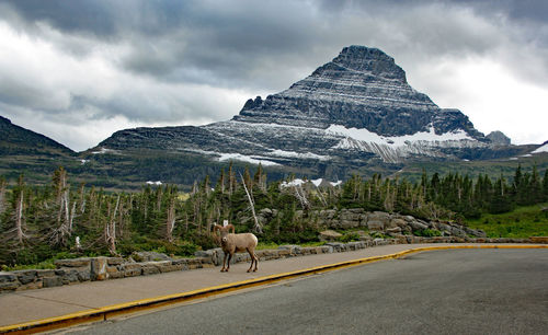 View of horse on mountain road