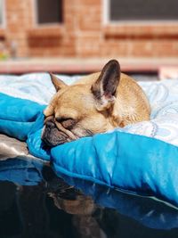 Close-up of a dog sleeping