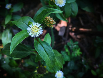 Close-up of flower blooming outdoors