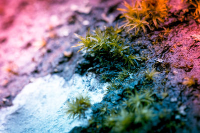 Close-up of lichen growing on tree trunk