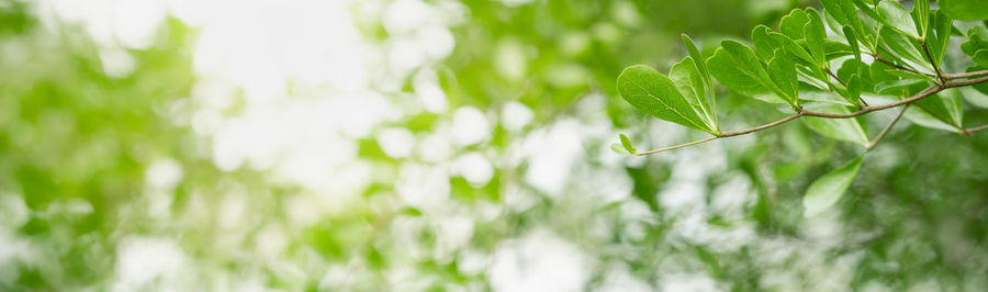 Close-up of fresh green plant