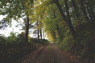 Dirt road amidst trees