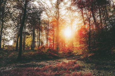 Sun shining through trees in forest