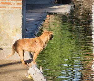 Side view of dog drinking water