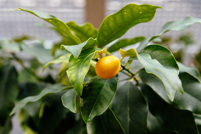 Close up view of the fruit of citrus japonica or kumquats, in the flowering plant family rutaceae