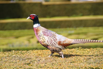 Close-up of a bird on field