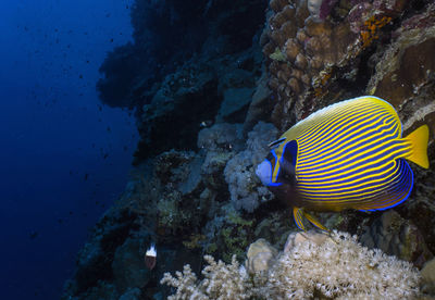 An emperor angelfish - pomacanthus imperator - in the red sea, egypt