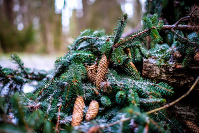 Close-up of pine tree