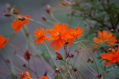 Close-up of orange flowering plants