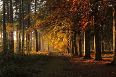 Trees in forest