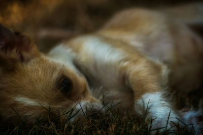 Close-up of puppy resting on grassy field