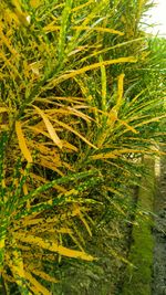 Close-up of fresh green plants