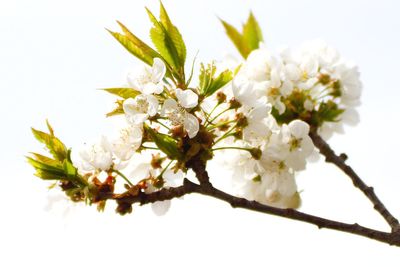 Close-up of cherry blossoms in spring