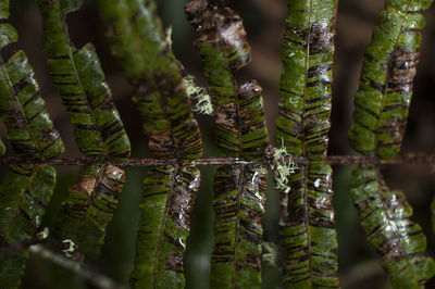 Close-up of moss growing on tree trunk