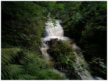 Scenic view of waterfall in forest