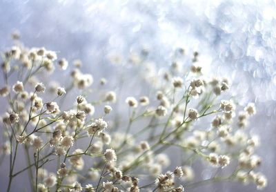 Close-up of white flowering plant against sky