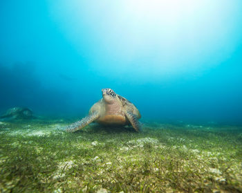 View of turtle swimming in sea