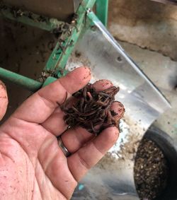 High angle view of person holding leaf