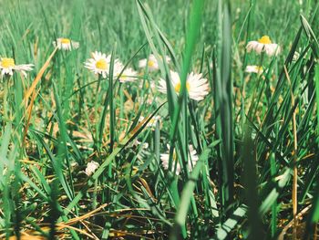 Close-up of flowers blooming in field