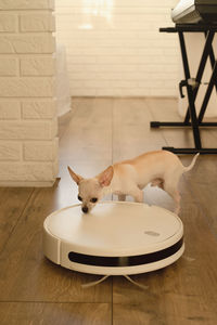 Smart robot vacuum cleaner in the interior makes cleaning of the laminate floor