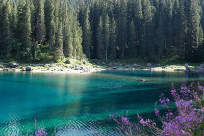 Scenic view of sea at forest