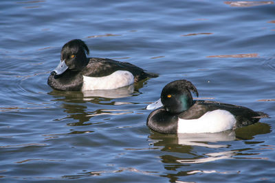 Duck swimming in lake