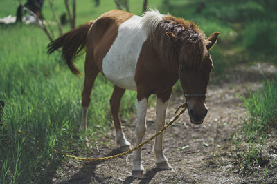 Horse standing in a field