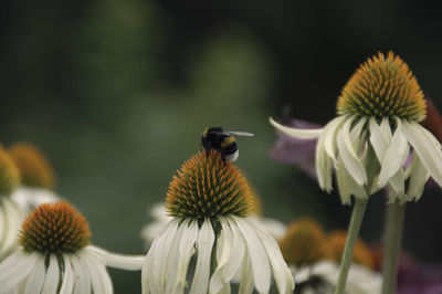 Close-up of bee pollinating on flower