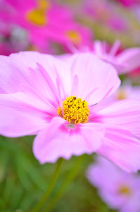 Close-up of pink flower blooming outdoors