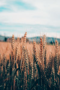 Close-up of wheat field against sky