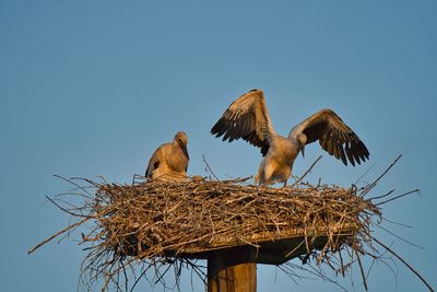 Low angle view of birds perching on nest against clear sky