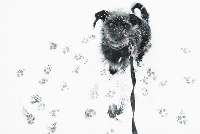 Dog in snow